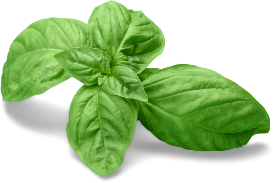 Fresh Basil Leaves